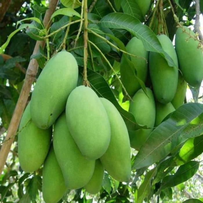 

Bibit Tanaman Buah Mangga Chokanan