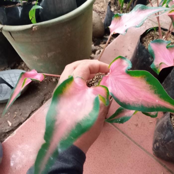 

tanaman hias bibit keladi cantik