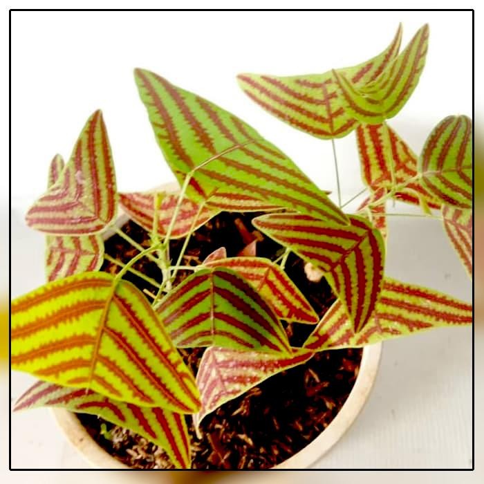 

bibit tanaman hias bunga oxalis green - kupu batik