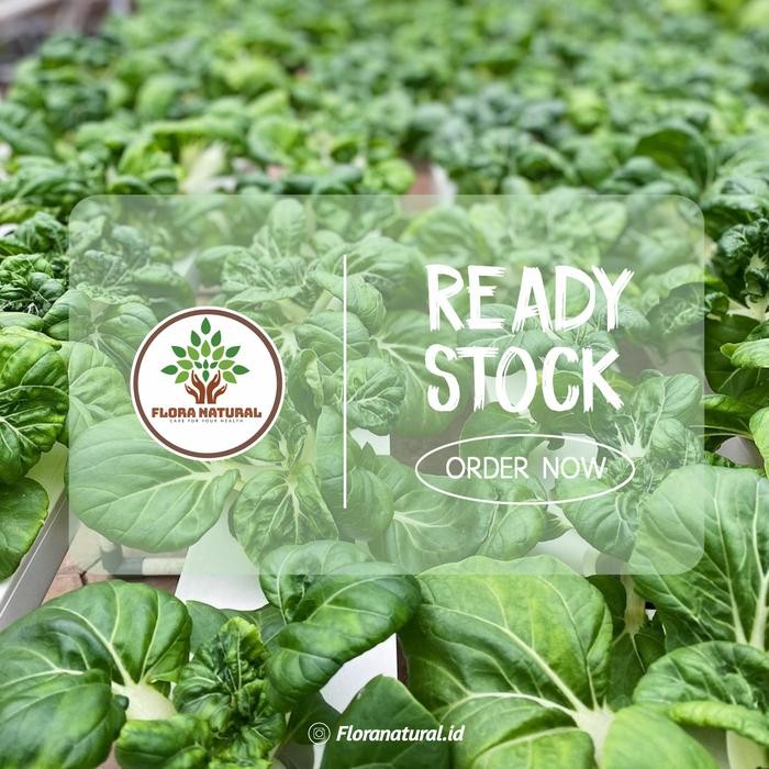 

Bibit tanaman herbal oregano
