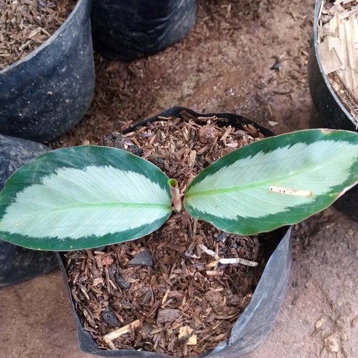 

BIBIT TANAMAN HIAS CHALATEA DARKSTAR-CHALATEA DARK STAR