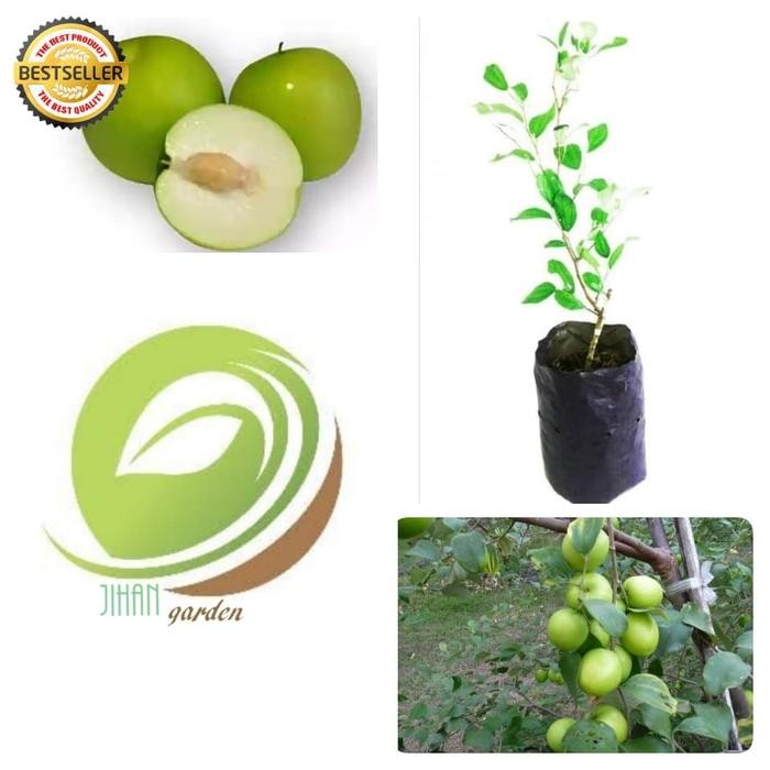 

bibit pohon apel putsa/tanaman buah apel putsa siap berbuah