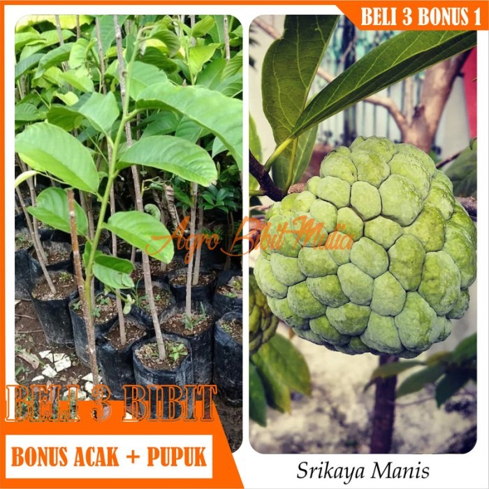 

Bibit Tanaman buah Srikaya Manis