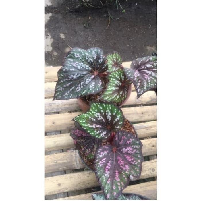 

BIBIT TANAMAN HIAS BEGONIA