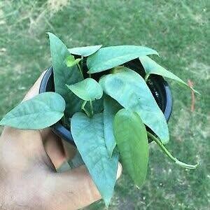 

tanaman hias epipremnum cebu blue bibit