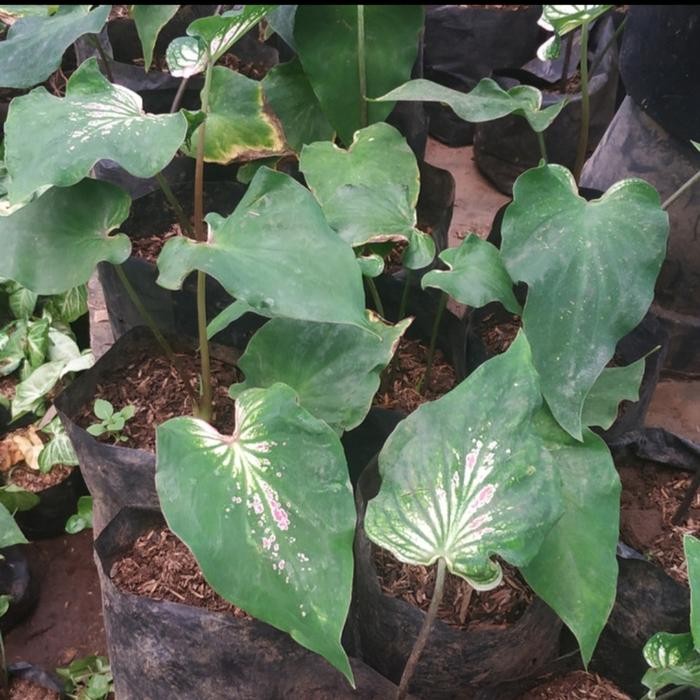 

Bibit Tanaman Hias Keladi Wayang - Tanaman Hias Caladium Wayang Batik