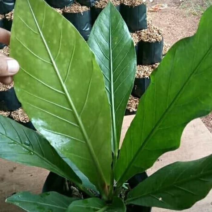 

!! tanaman hias bibit antarium gelombang cinta