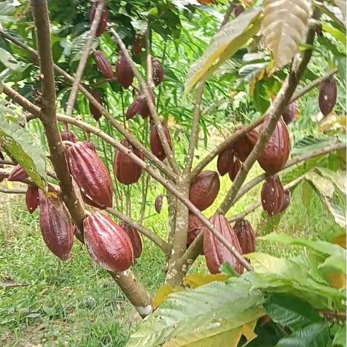 bibit biji kakao MCC 02 Cacao MCC 02 coklat MCC 02 unggul berkualitas klon 45 Sulawesi