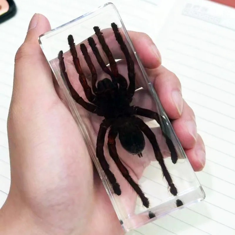 Spesimen Serangga Laba-laba Besar Dalam Resin Tarantula Epoksi Resin Serangga Kumbang Laba-laba Kala