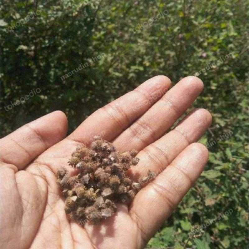 

Biji Benih Pulutan 100 Biji Pungpurutan / Biji Pangpulutan