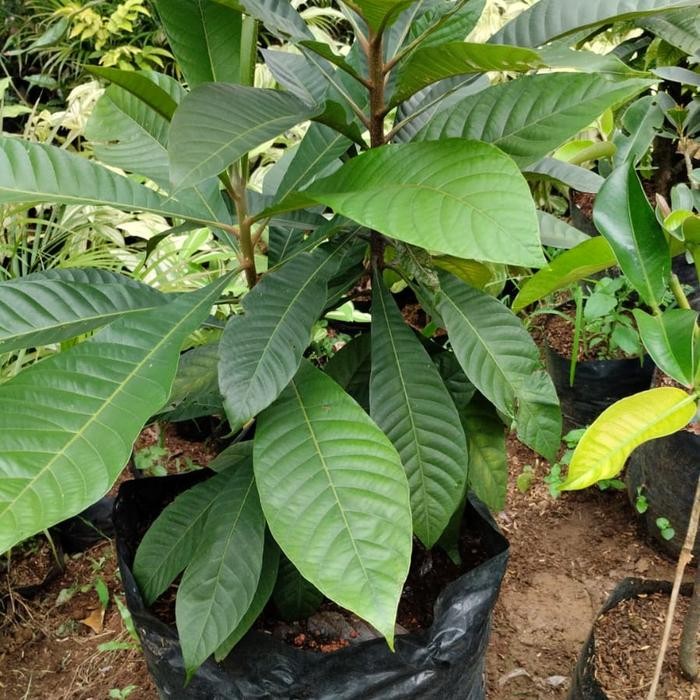 bibit tanaman pohon buah mamey sapote magana / sawo raksasa langka