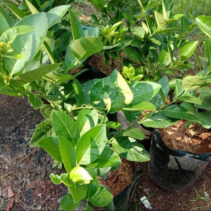 

bibit pohon jeruk nipis lemon/tanaman jeruk nipis