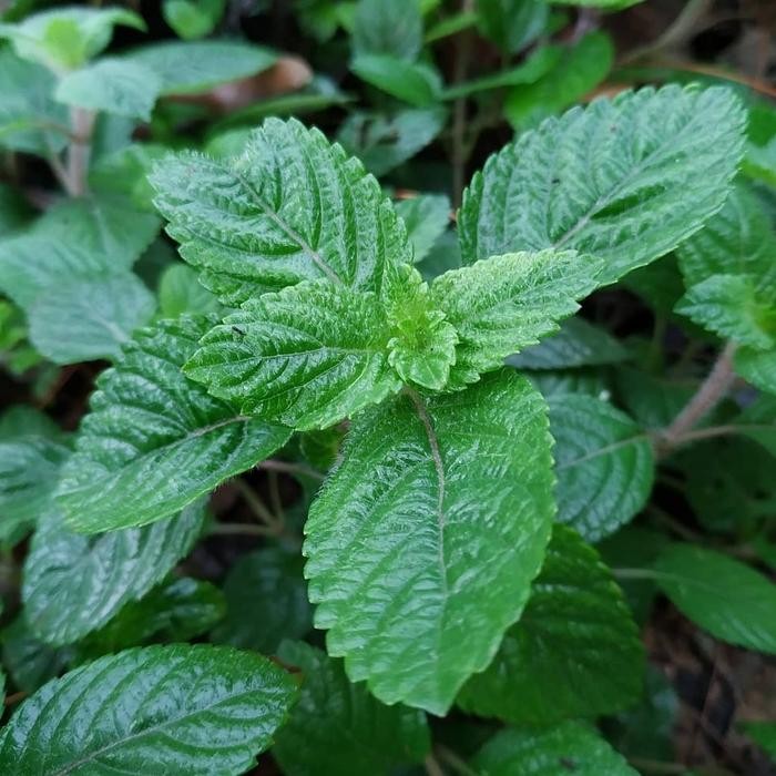 Paket 4 bibit tanaman daun cincau hijau & hitam