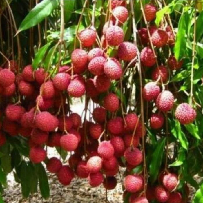 bibit buah leci merah bibit leci merah bibit tanaman leci merah