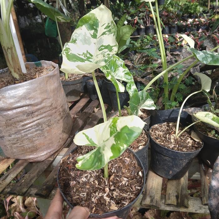 

tanaman hias keladi sente varigata putih bibit
