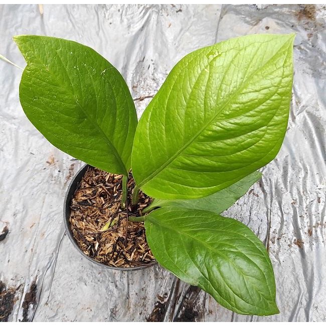 Bibit Tanaman Anthurium Jemani Kobra - Anthurium Jemani Cobra