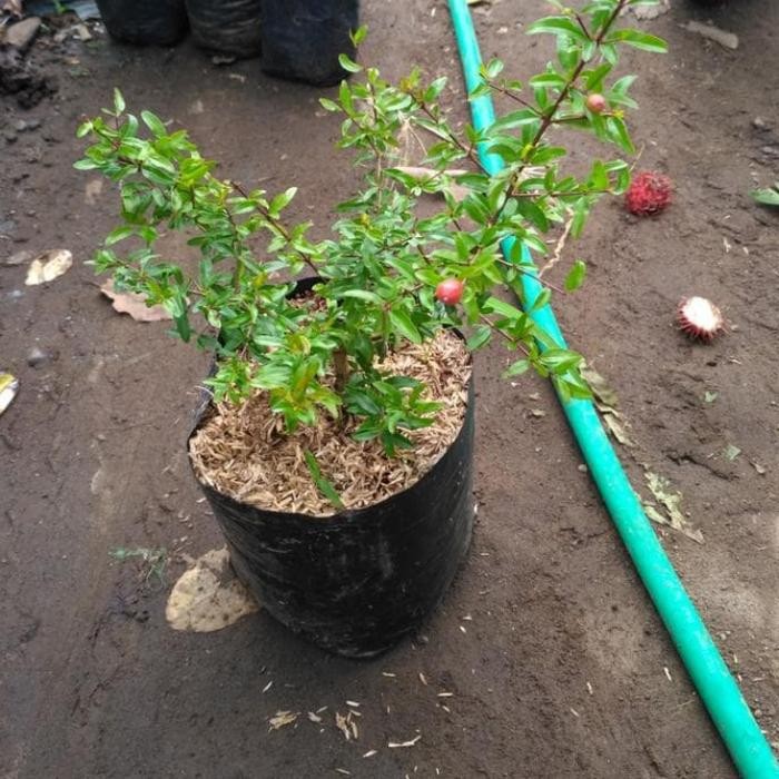 

TANAMAN BIBIT BUAH DELIMA MERAH