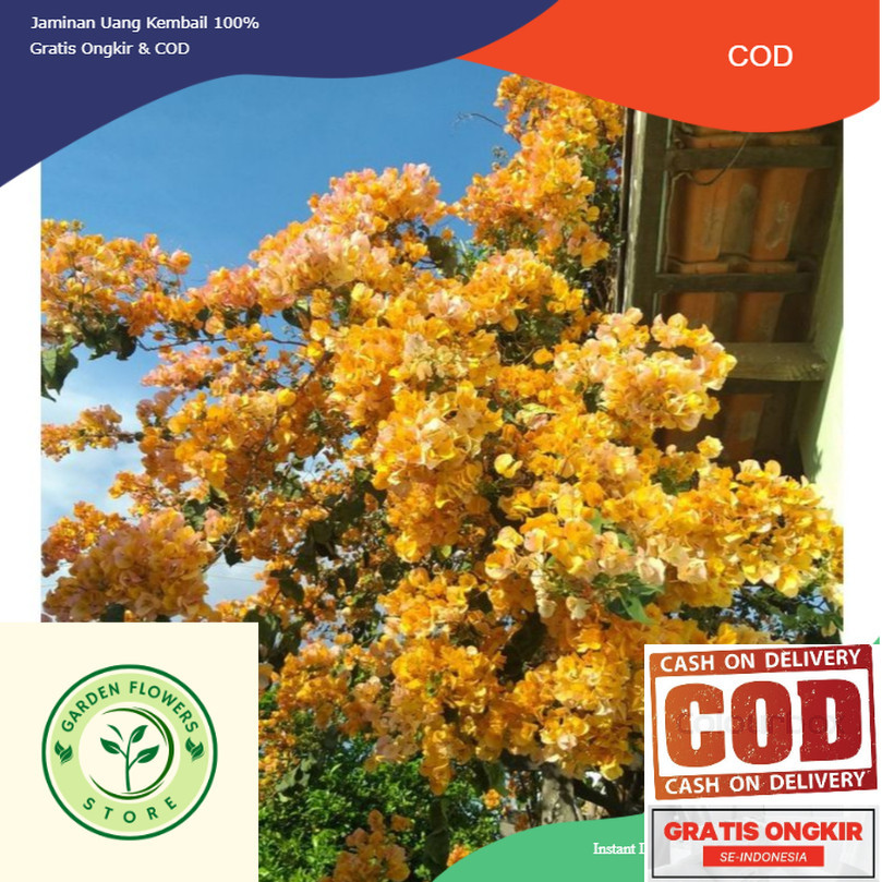 bibit bunga bougenville kuning tumpuk kriwul asli sudah hidup bugenvil bogenvil bunga kertas hawai