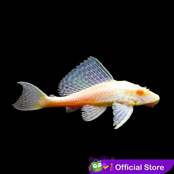 SAPU SAPU ALBINO / PEMBERSIH AQUARIUM / ALGAE EATER / PEMAKAN LUMUT