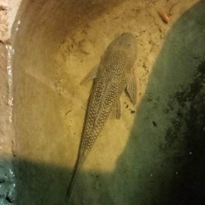 IKAN HIAS IKAN SAPU SAPU BLACK JUMBO PEMBERSIH LUMUT AQUARIUM