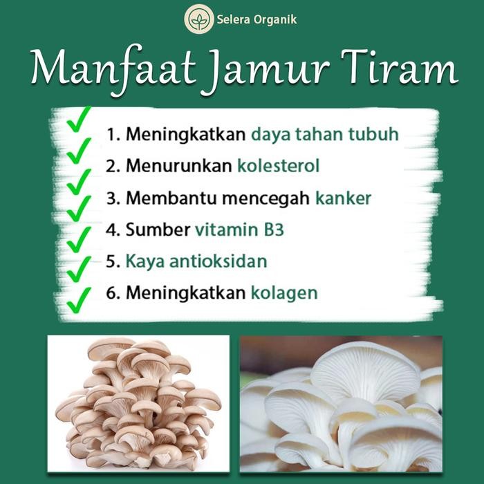 

YOUBBYSHOP TEPUNG JAMUR TIRAM KEMASAN 1KG SUDAH HALAL MUI SELERA ORGANIK