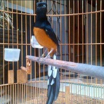 New..!! Murai Batu Medan Pastol Gacor Prospekan