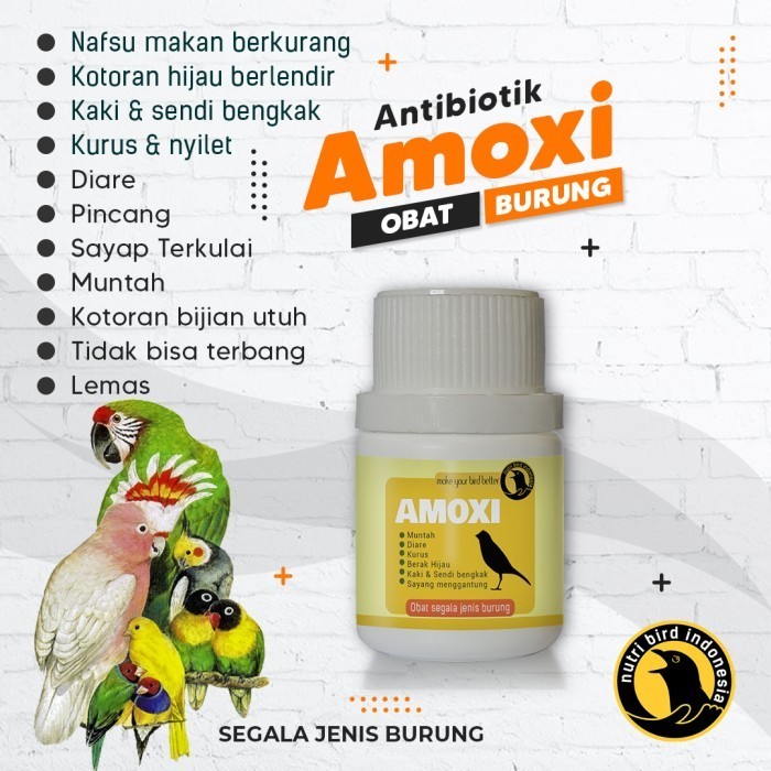 Promo.. Amoxi Antibiotik
