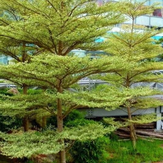 !! pohon ketapang kencana mini 2.5m Tanaman hias ketapang