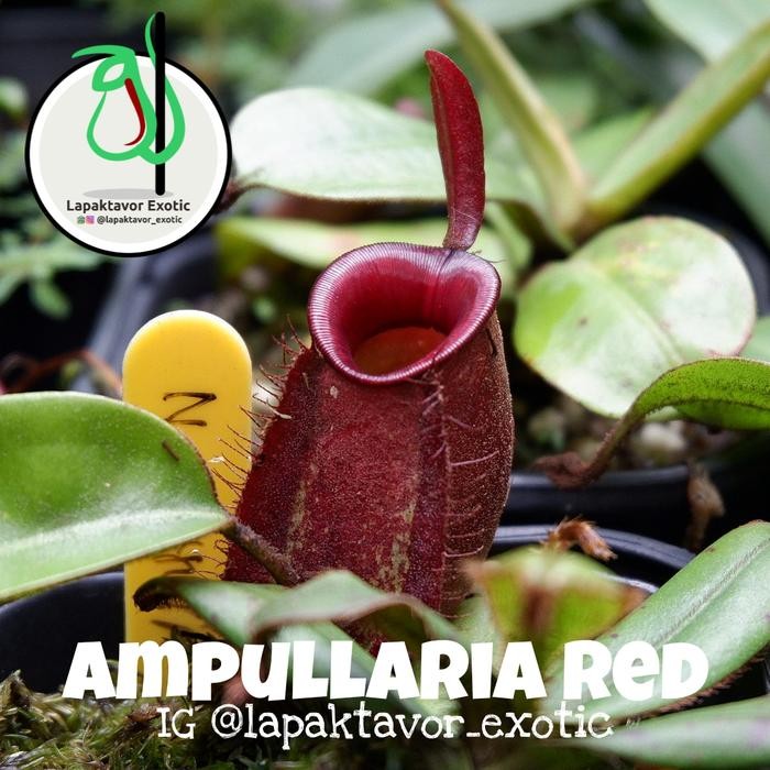 kantong semar nepenthes ampullaria red