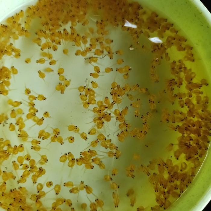 LARVA GURAME SOANG PAKET 500 EKOR