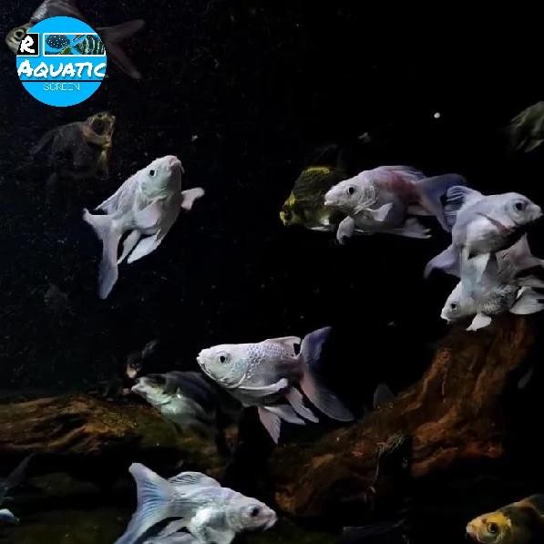 Hudiolong/Koi Butterfly Shortbody