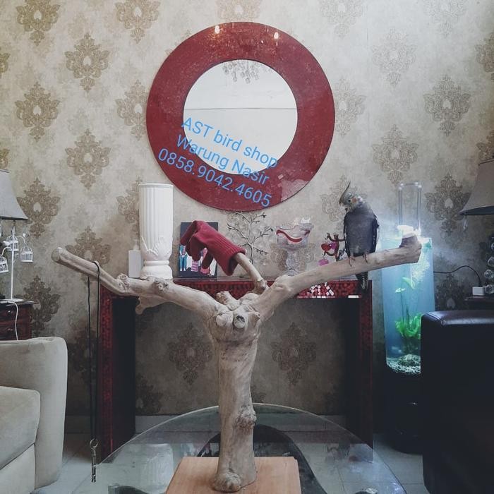 Medium parrot tangkringan kayu kopi