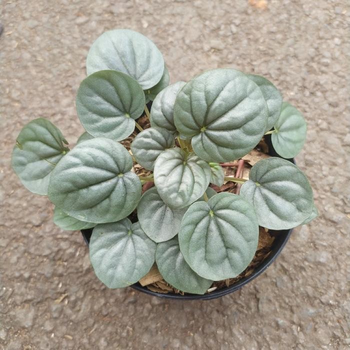 Tanaman peperomia/ pot 25cm Kode 1437