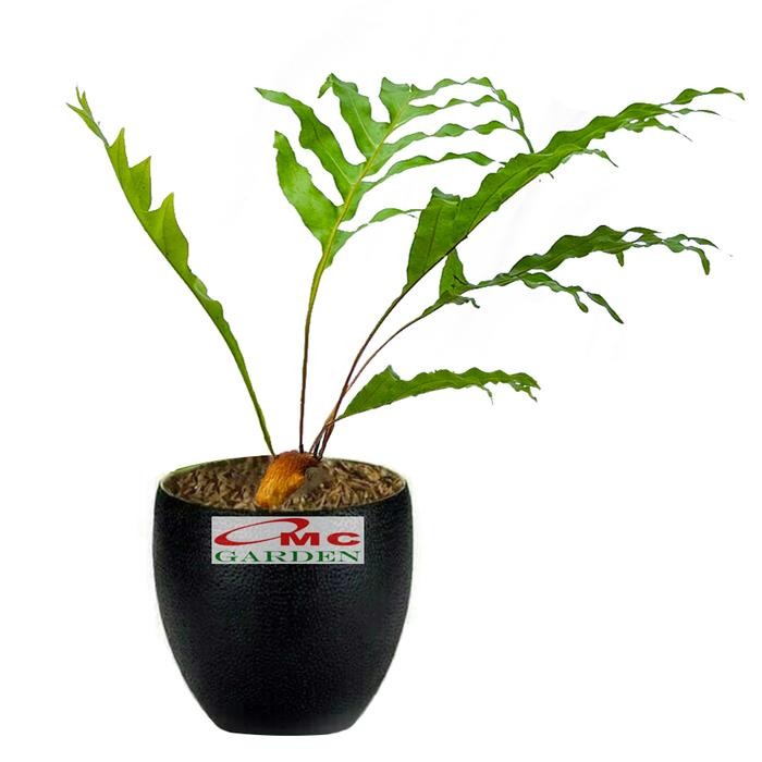 Kadaka Tanduk Rusa Pakis Paku Bintang Biru Blue Star Fern Tanaman D12 Kode 017