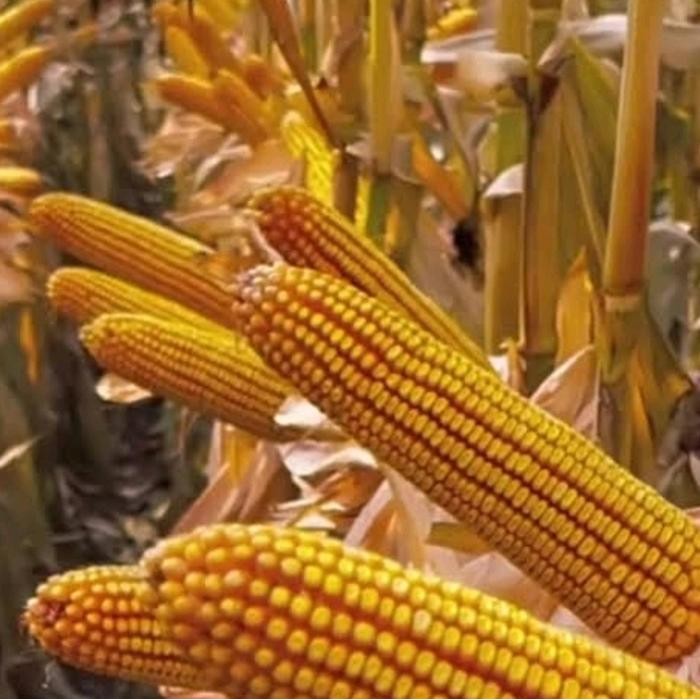 Kemasan Original 1 Kg Biji Benih Bibit Tanaman Jagung Jepang Raksasa Hibrida Impor Gratis Ongkir