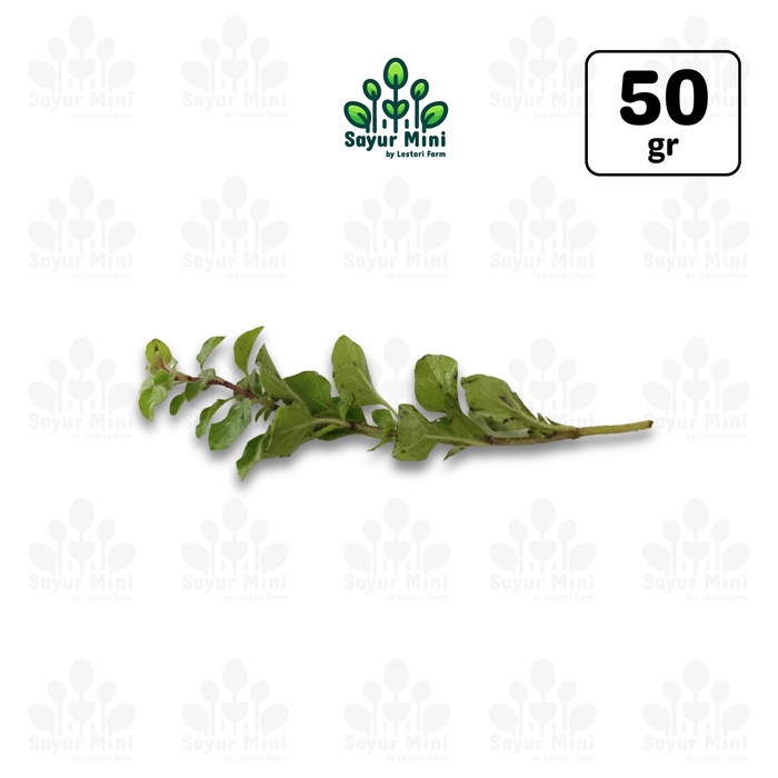 

Oregano 50gr - Origano / Origanum Vulgare - Sayur Fresh by Sayur Mini
