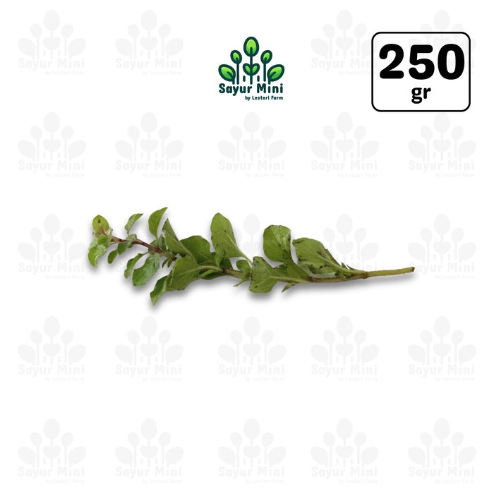 

Oregano 250gr - Origano / Origanum Vulgare - Sayur Fresh by Sayur Mini