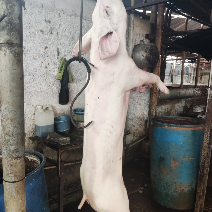

DAGING BABI LOMOK LOMOK 1 EKOR MEDAN/ BABI ADAT LOMOK LOMOK KODE 666