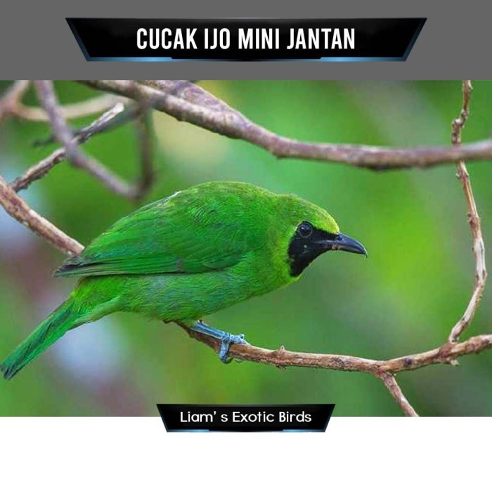 Burung Cucak Ijo Mini Rawatan Mulus