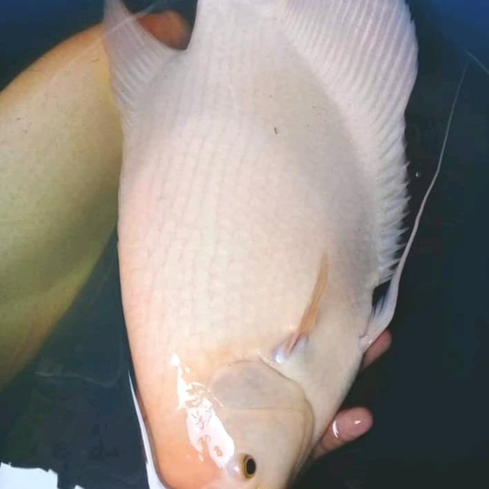 TERBARU gurame padang 1-2 kg