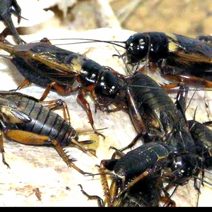 Jangkrik Fress Hidup 1Karung