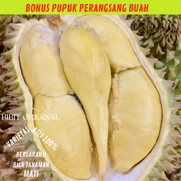 BIBIT DURIAN BAWOR KAKI 3 SUPER TINGGI 1.5 METER