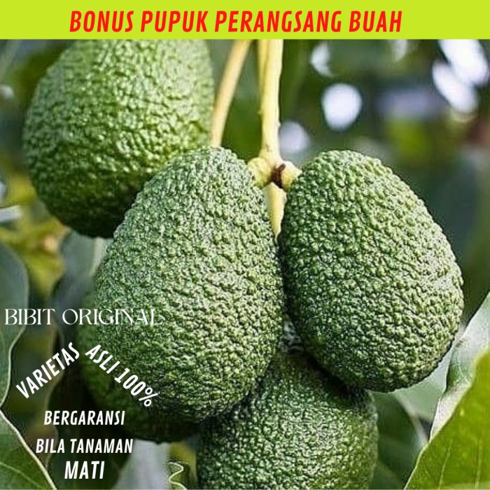 BIBIT ALPUKAT HASS ORIGINAL
