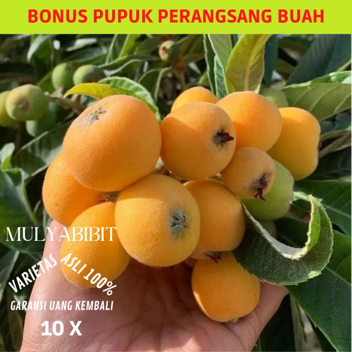 Bibit leci biwa siap berbuah