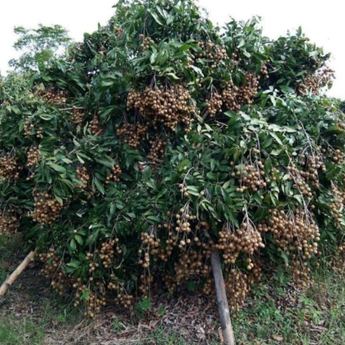 bibit kelengkeng new kristal unggul