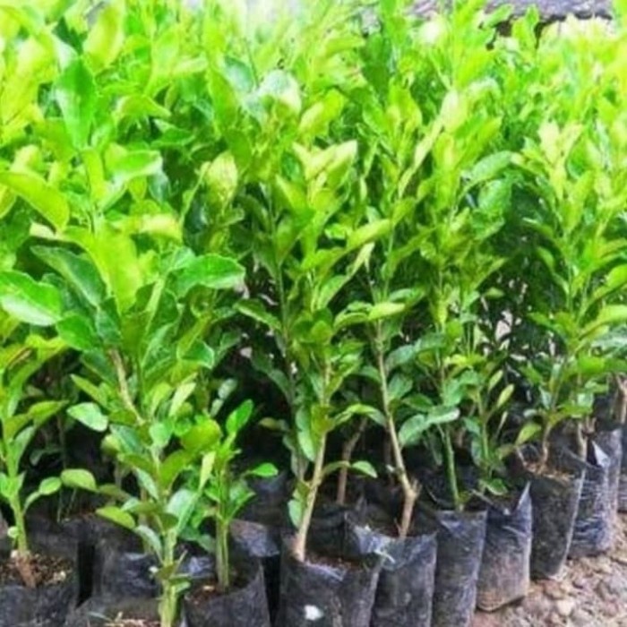 Bibit Pohon Jeruk Purut - Pohon Buah Jeruk Purut PREMIUM
