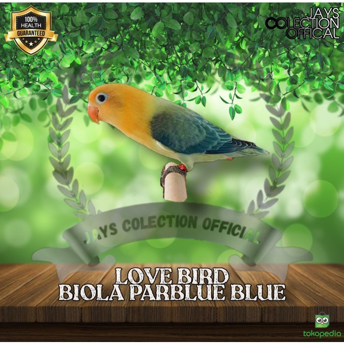 Bisa Gosend! Burung Lovebird Biola Parblue Blue