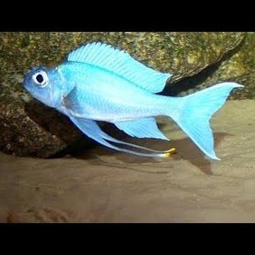 TERLARIS Ventralis Featherfin Cichlid Ophthalmotilapia Paratilapia Tanganyika