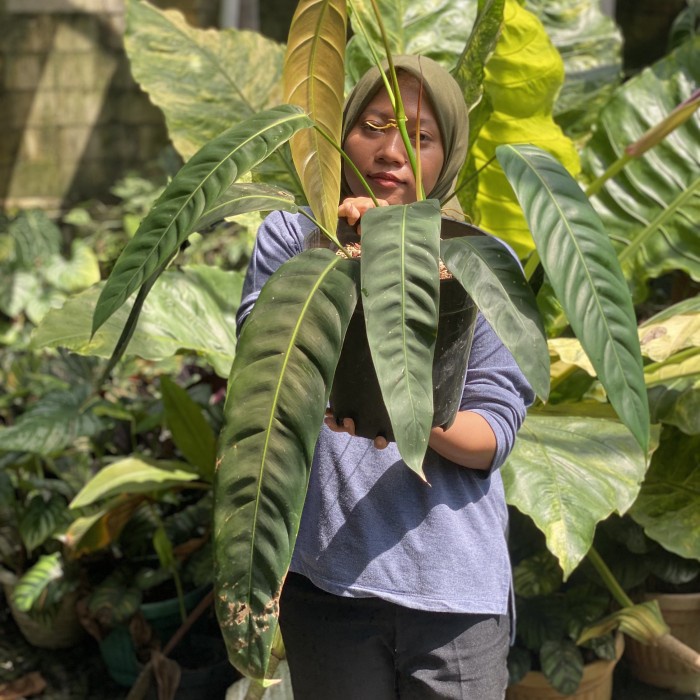 TERLARIS Philodendron Patriciae Ecuador