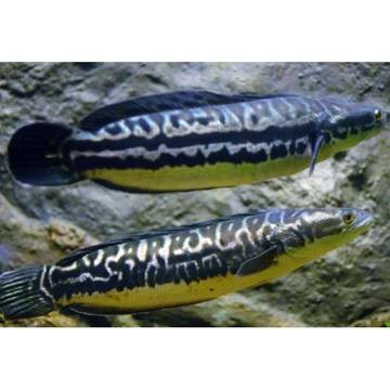 PROMO ikan gabus toman 20cm